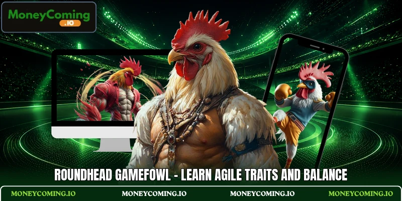 Roundhead Gamefowl - Learn Agile Traits And Balance